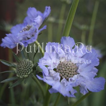 Скабиоза (SCABIOSA caucasica Kompliment)