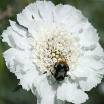 Скабиоза (SCABIOSA caucasica 'Perfecta Alba')