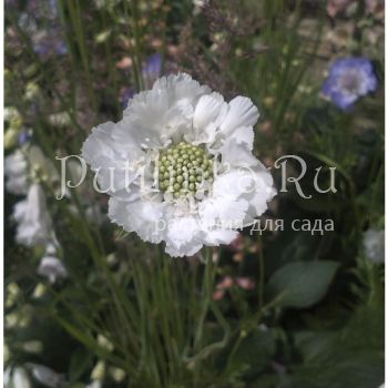 Скабиоза (SCABIOSA caucasica 'Perfecta Alba')