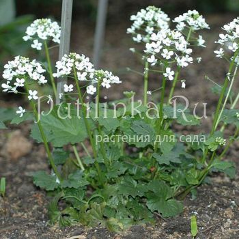 Толстостенка крупнолистная (Pachyphragma macrophyllum)