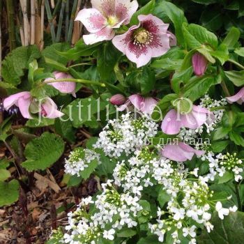 Толстостенка крупнолистная (Pachyphragma macrophyllum)