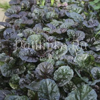 Живучка ползучая (Ajuga reptans)