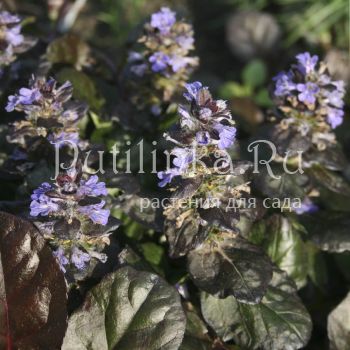 Живучка ползучая (Ajuga reptans)