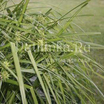 Осока Грея (Carex grayi)