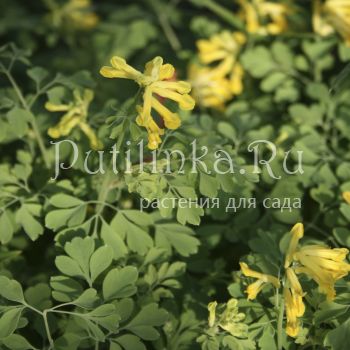 Хохлатка желтая (C. lutea)