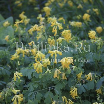 Хохлатка желтая (C. lutea)