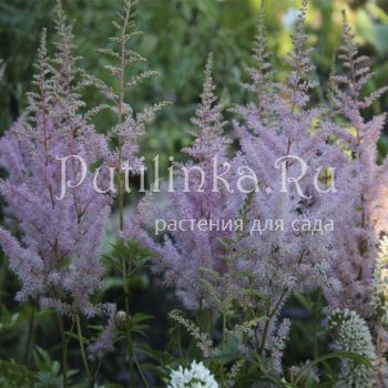 Астильба (Astilbe)