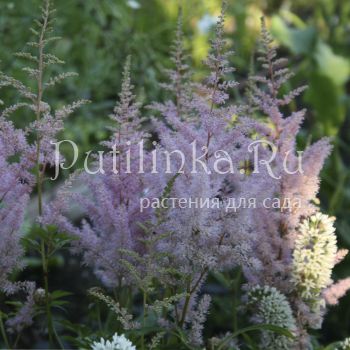 Астильба (Astilbe)