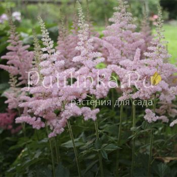 Астильба (Astilbe)