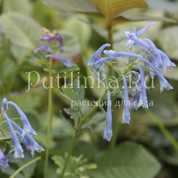 Хохлатка Blue Panda (Corydalis flexuosa Blue Panda)