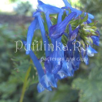 Хохлатка Blue Panda (Corydalis flexuosa Blue Panda)