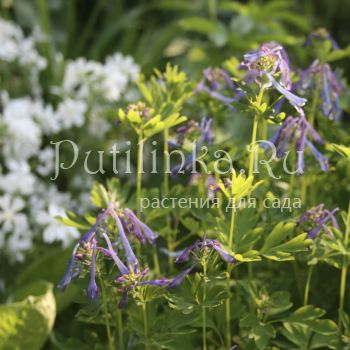 Хохлатка Blue Panda (Corydalis flexuosa Blue Panda)