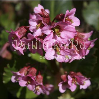 Бадан гибридный Pink Dragonfly (Bergenia Pink Dragonfly)