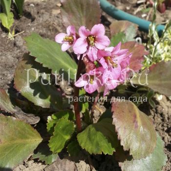 Бадан гибридный Pink Dragonfly (Bergenia Pink Dragonfly)