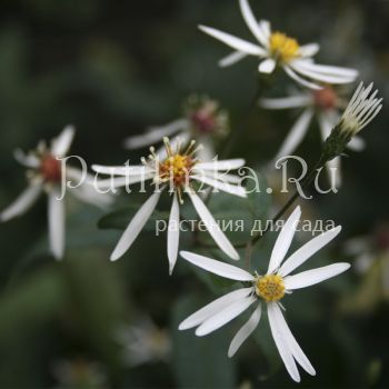 Астра растопыренная (Aster divaricatus)