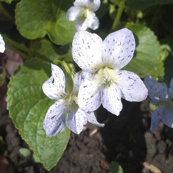 Фиалка сестринская Frickles (Viola sororia Frickles)