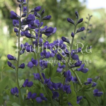 Баптизия  южная  (Baptisia  australica)