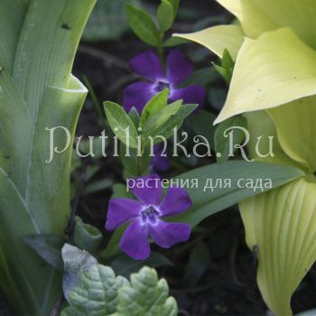 Барвинок  пурпурный  (V. minor  purpurea)