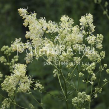 Василистник  светлый (Thalictrum lucidum)