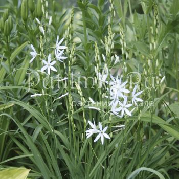 Венечник  ветвистый (Anthericum ramosum)