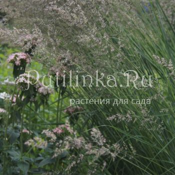 Вейник Karl Foerster (Calamagrostis Karl Foerster)