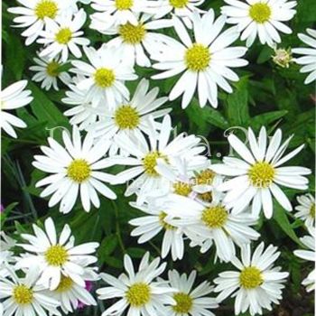 Калимерис Alba (Kalimeris  insisa Alba)