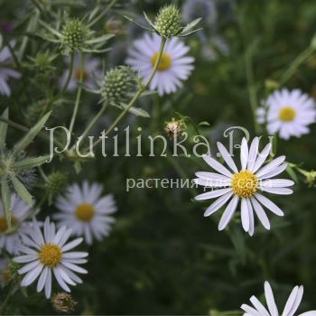 Калимерис Alba (Kalimeris  insisa Alba)