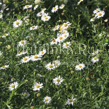 Калимерис Alba (Kalimeris  insisa Alba)