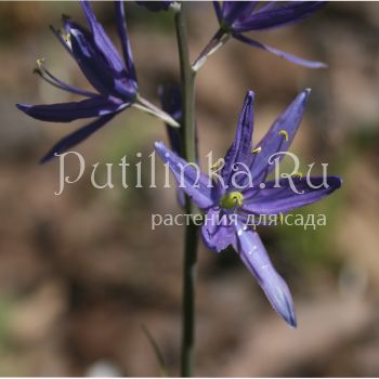 Камассия  гиацинтовая  (Camassia  giacintina)