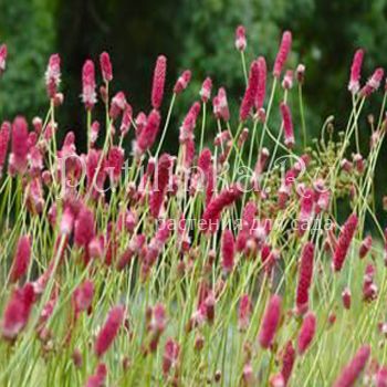 Кровохлёбка тонколистная (Sanguisorba tenuifolia)
