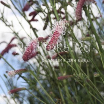 Кровохлёбка тонколистная (Sanguisorba tenuifolia)