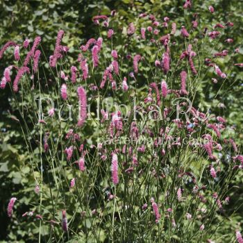 Кровохлёбка тонколистная (Sanguisorba tenuifolia)