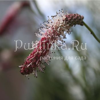 Кровохлёбка тонколистная (Sanguisorba tenuifolia)