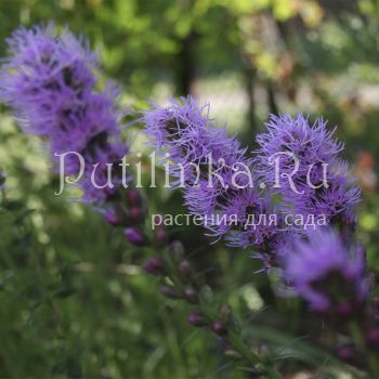 Лиатрис  густоколосный (Liatris pynostachya)