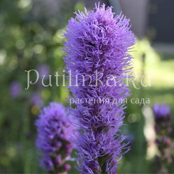 Лиатрис  густоколосный (Liatris pynostachya)