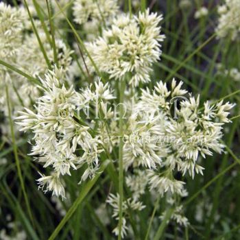 Ожика снежно-белая (Luzula nivea)