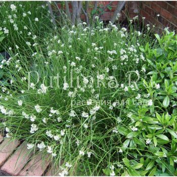 Ожика снежно-белая (Luzula nivea)