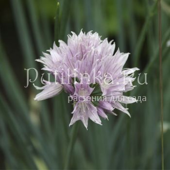 Лук Карелина (Allium karelinii)