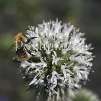 Мордовник шароголовый (Echinops  sphaerocephalus)