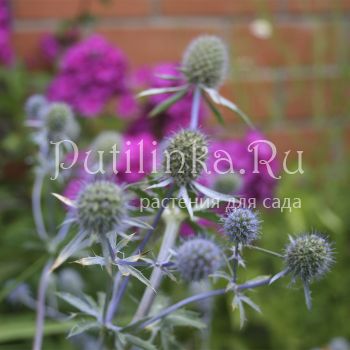 Синеголовник Blau  Kappe ( Eryngium  planum Blau  Kappe)