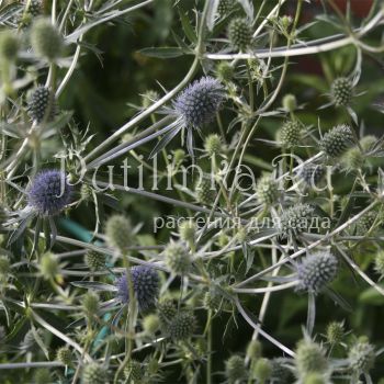 Синеголовник Blau  Kappe ( Eryngium  planum Blau  Kappe)