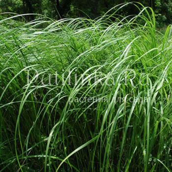 Спартина  гребенчатая (Spartina  pectinata)