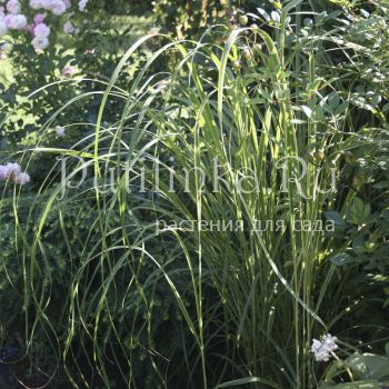 Спартина  гребенчатая (Spartina  pectinata)