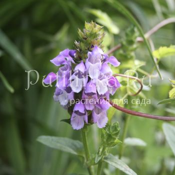 Черноголовка  крупноцветковая "Pagoda" (Prunella grandiflora"Pagoda" )