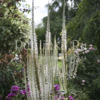 Вероникаструм виргинский (Veronicastrum virginicum Album)