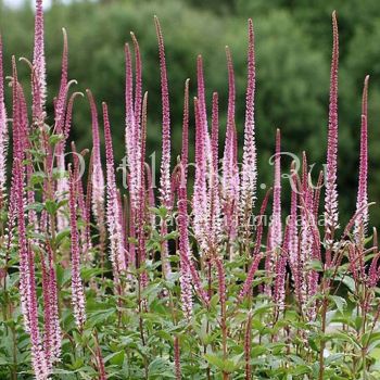 Вероникаструм виргинский (Veronicastrum virginicum Erica)