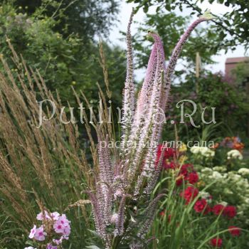 Вероникаструм виргинский (Veronicastrum virginicum Erica)