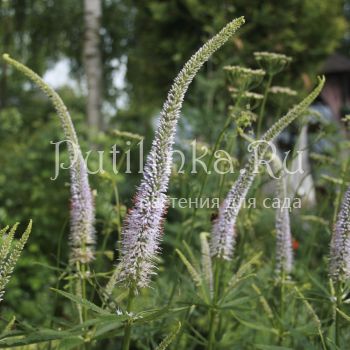 Вероникаструм виргинский (Veronicastrum virginicum Pink Glow)