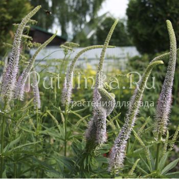 Вероникаструм виргинский (Veronicastrum virginicum Pink Glow)