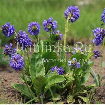 Вульфения каринтская (Wulfenia carinthiaca)